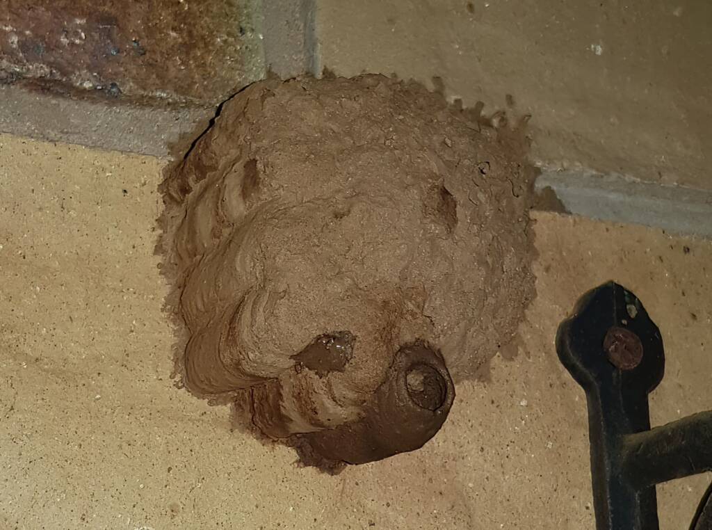 Another cell in the mud nest by Sceliphron laetum, Alice Springs NT