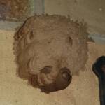 Another cell in the mud nest by Sceliphron laetum, Alice Springs NT