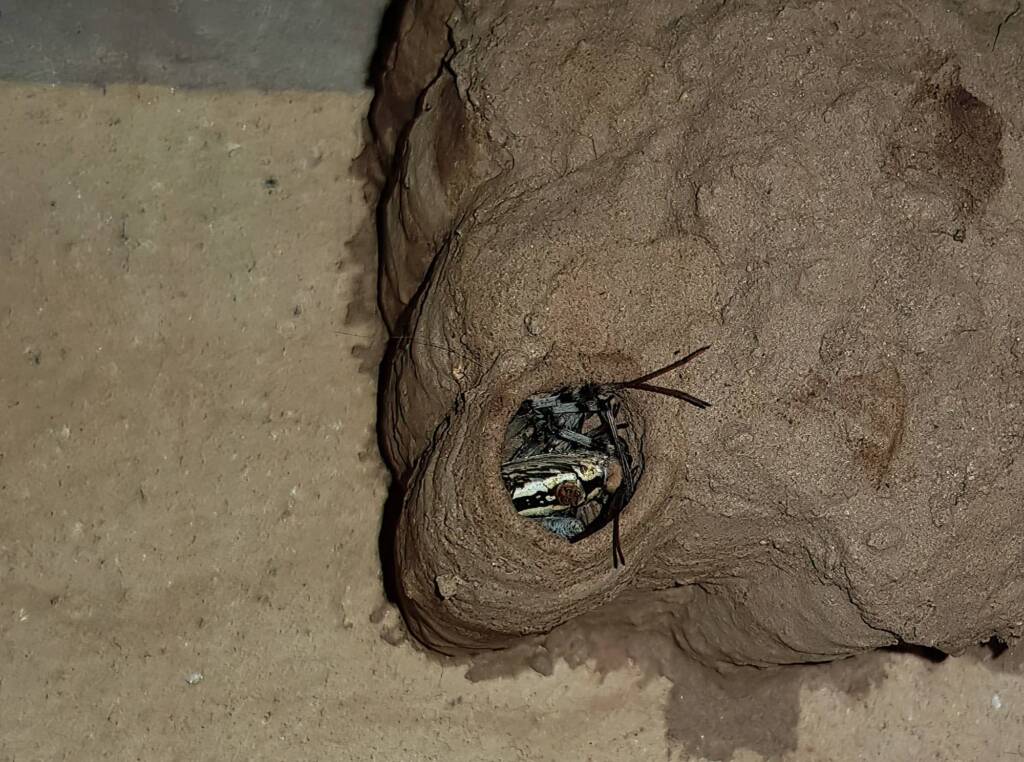 Sceliphron laetum filling the cell in the mud nest with paralysed spiders, Alice Springs NT