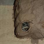 Sceliphron laetum filling the cell in the mud nest with paralysed spiders, Alice Springs NT