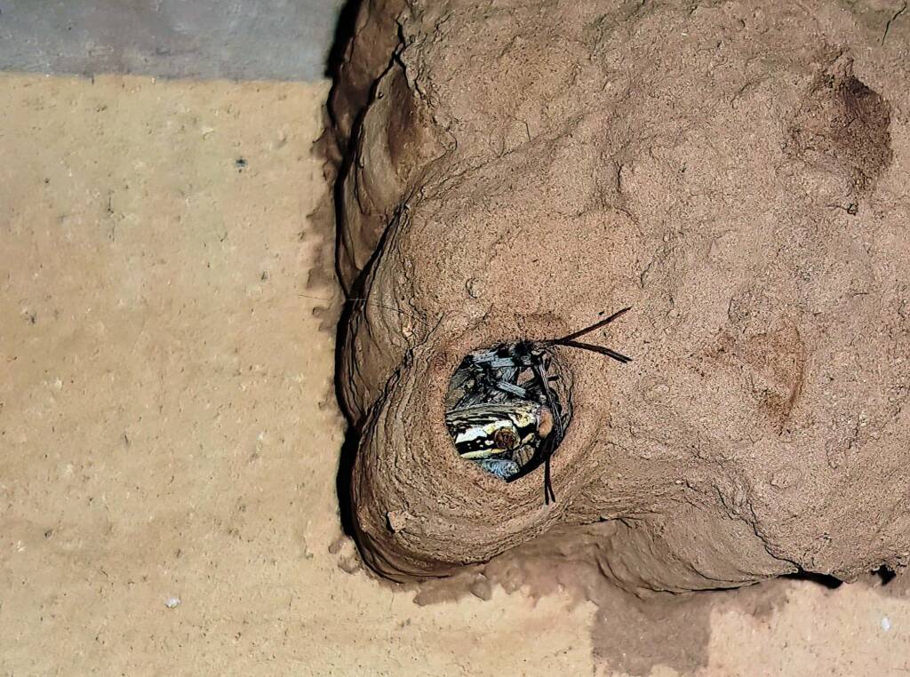 Sceliphron laetum filling the cell in the mud nest with paralysed spiders, Alice Springs NT