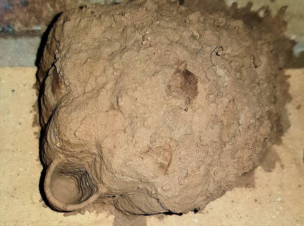 Sceliphron laetum creating a cell in the mud nest, Alice Springs NT