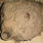 Sceliphron laetum creating a cell in the mud nest, Alice Springs NT