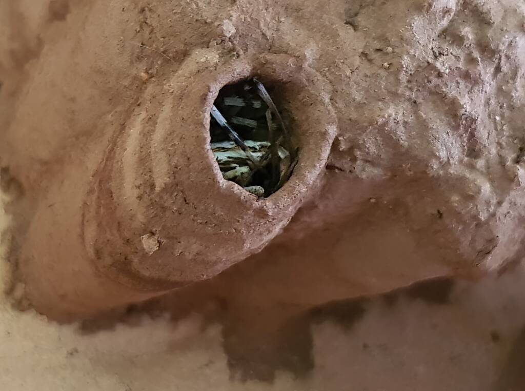 Sceliphron laetum filling the cell in the mud nest with paralysed spiders, Alice Springs NT