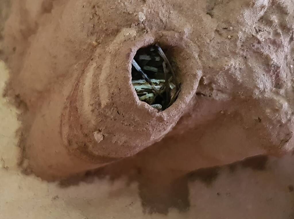 Sceliphron laetum filling the cell in the mud nest with paralysed spiders, Alice Springs NT