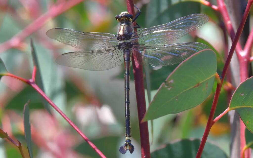 South-eastern Petaltail (Petalura gigantea) male, Blue Mountains NSW © Jeff Melvaine