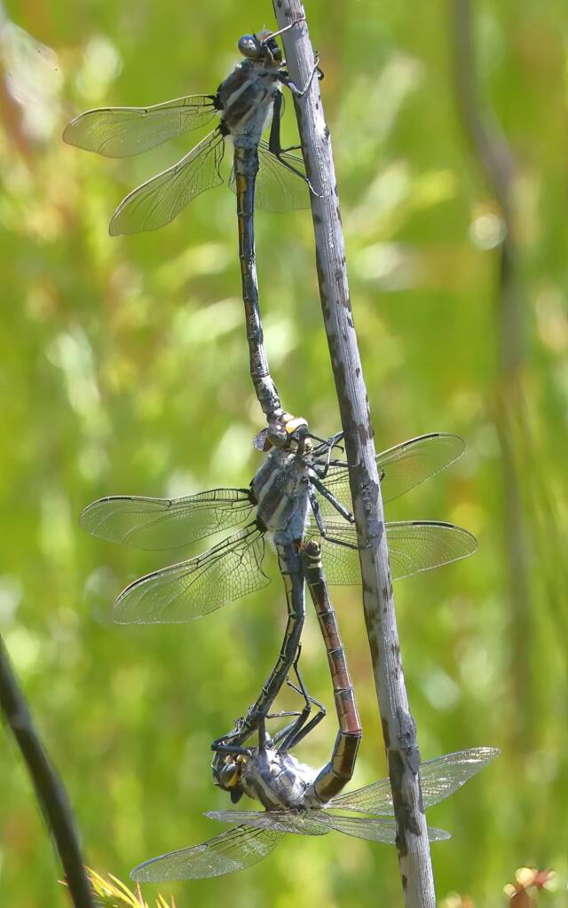 South-eastern Petaltail (Petalura gigantea) male + pair, Blue Mountains NSW © Jeff Melvaine