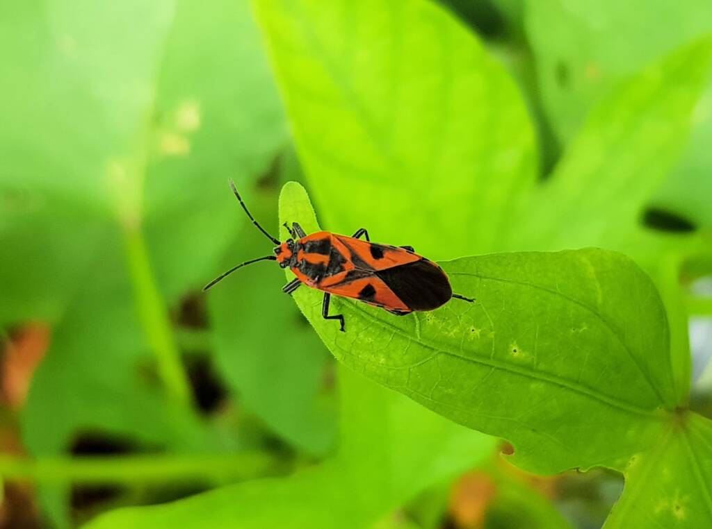 Large Milkweed Bugs (Spilosethus hospes), Alice Springs NT