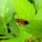 Large Milkweed Bugs (Spilosethus hospes), Alice Springs NT