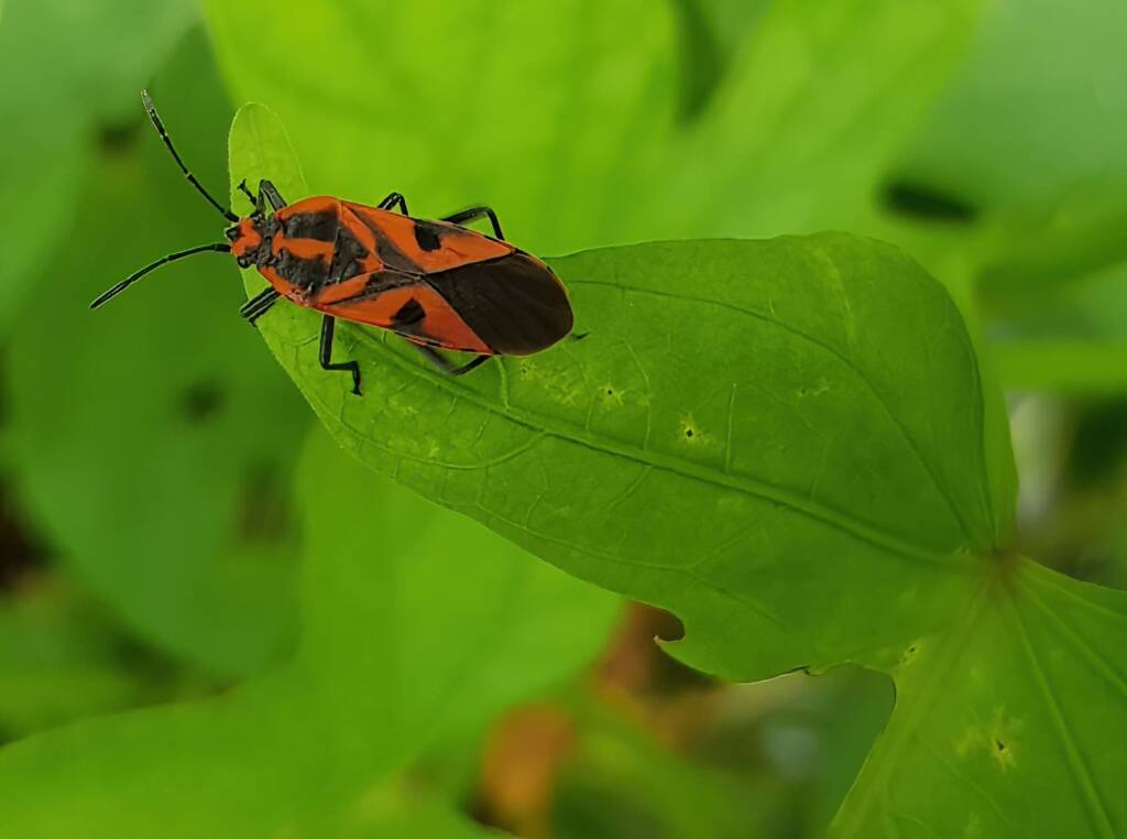 Large Milkweed Bugs (Spilosethus hospes), Alice Springs NT
