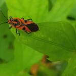 Large Milkweed Bugs (Spilosethus hospes), Alice Springs NT