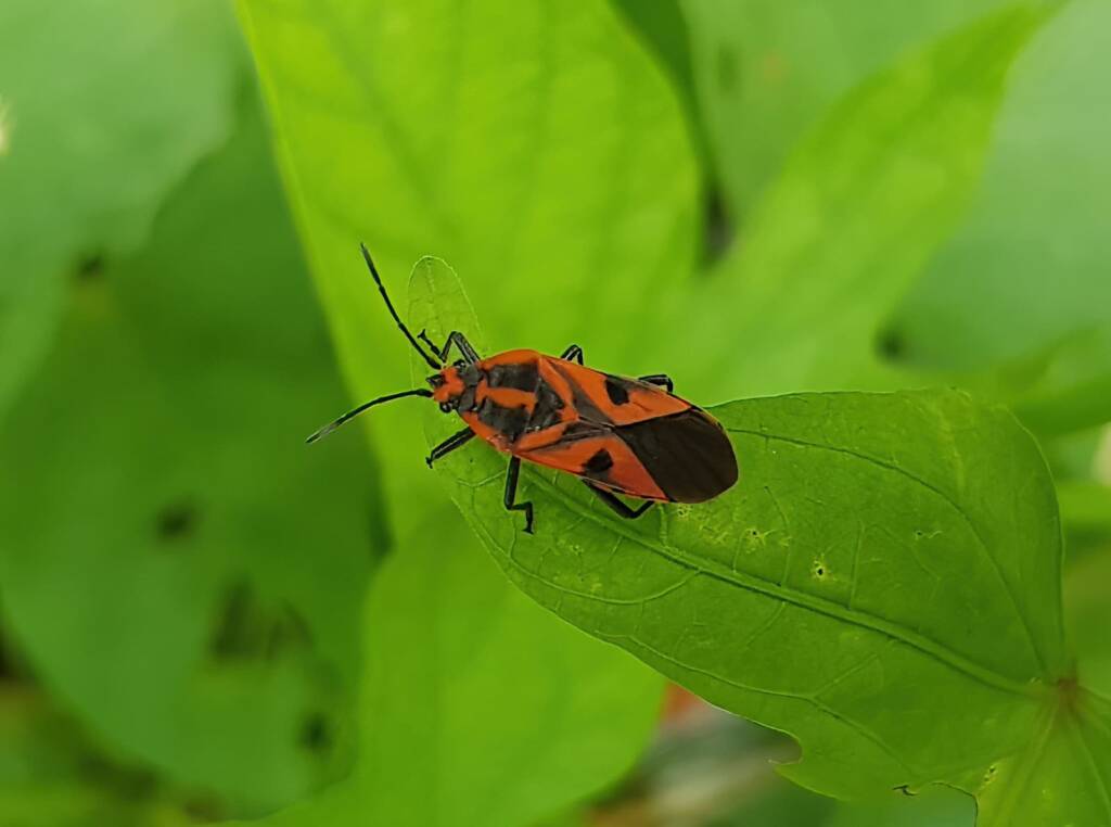 Large Milkweed Bugs (Spilosethus hospes), Alice Springs NT