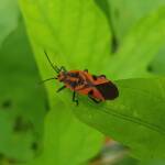 Large Milkweed Bugs (Spilosethus hospes), Alice Springs NT