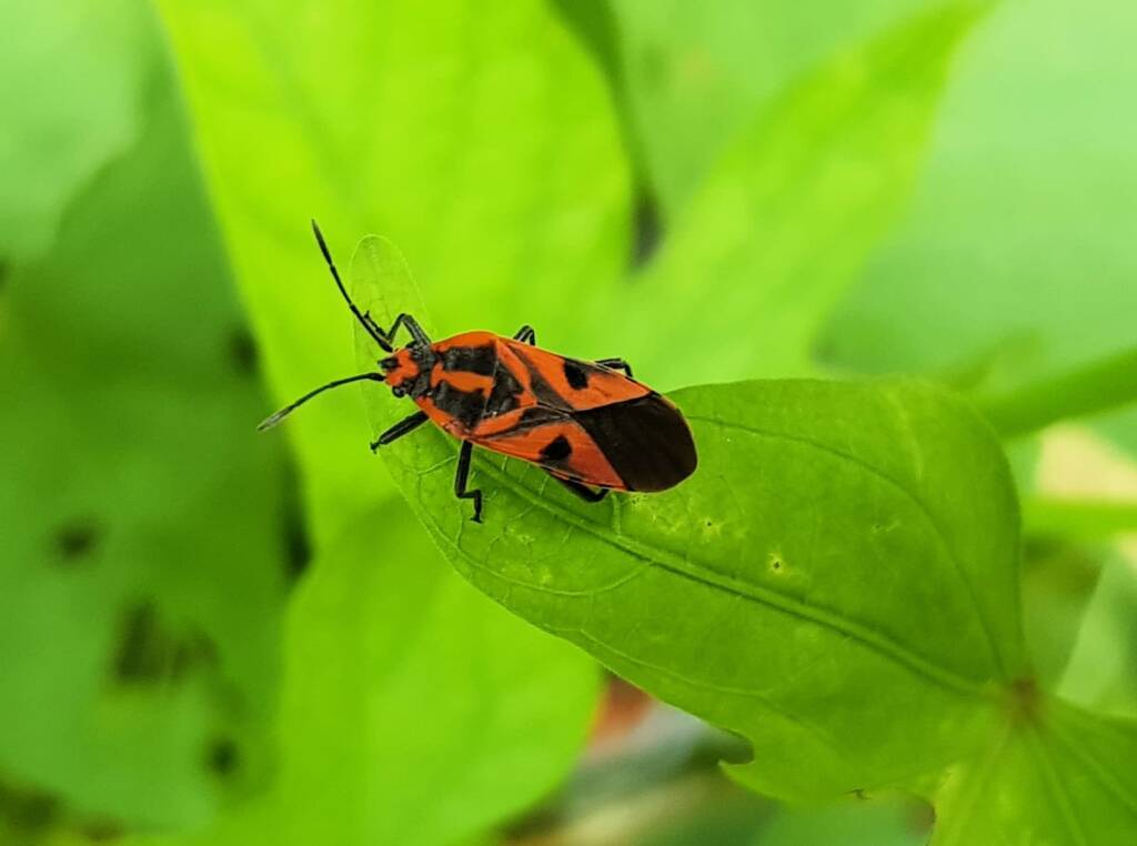 Large Milkweed Bugs (Spilosethus hospes), Alice Springs NT