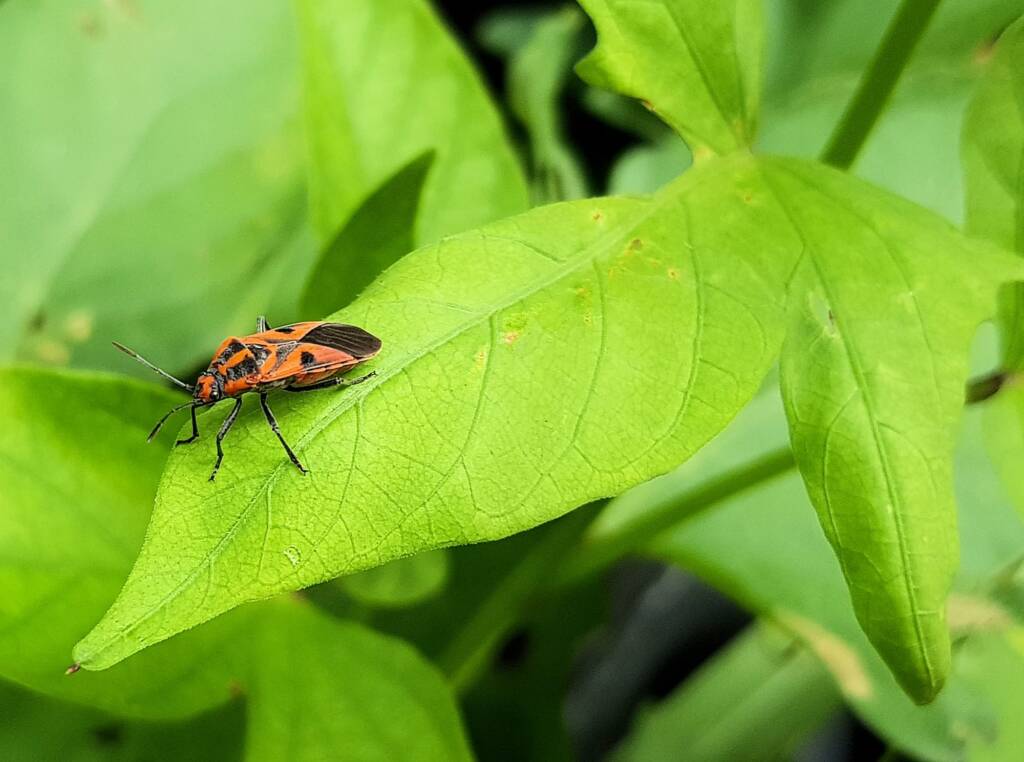 Large Milkweed Bugs (Spilosethus hospes), Alice Springs NT