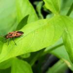 Large Milkweed Bugs (Spilosethus hospes), Alice Springs NT