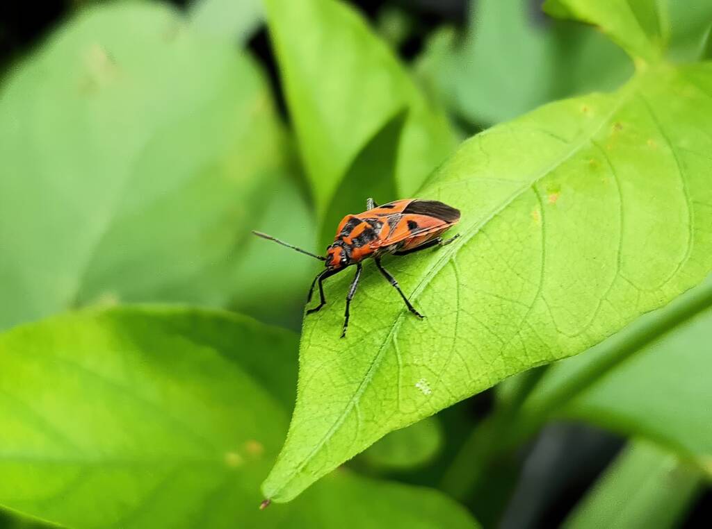 Large Milkweed Bugs (Spilosethus hospes), Alice Springs NT