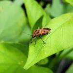 Large Milkweed Bugs (Spilosethus hospes), Alice Springs NT