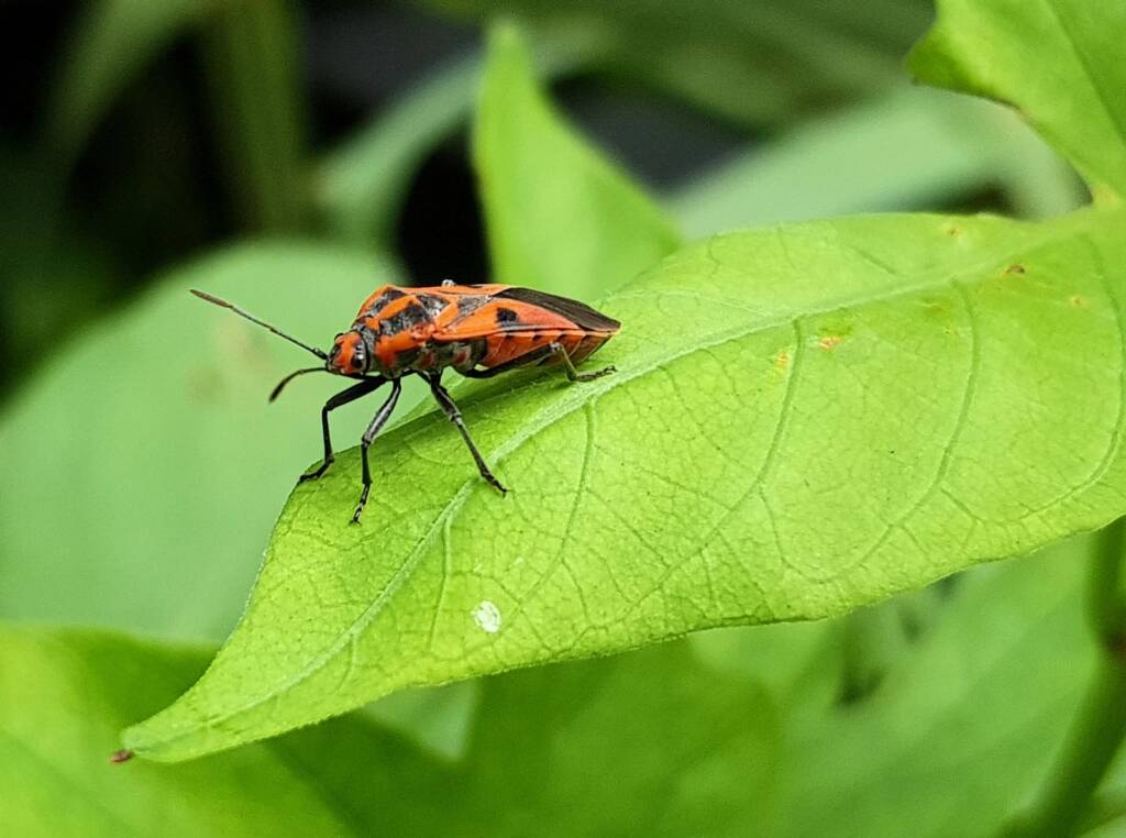 Large Milkweed Bugs (Spilosethus hospes), Alice Springs NT