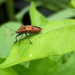 Large Milkweed Bugs (Spilosethus hospes), Alice Springs NT