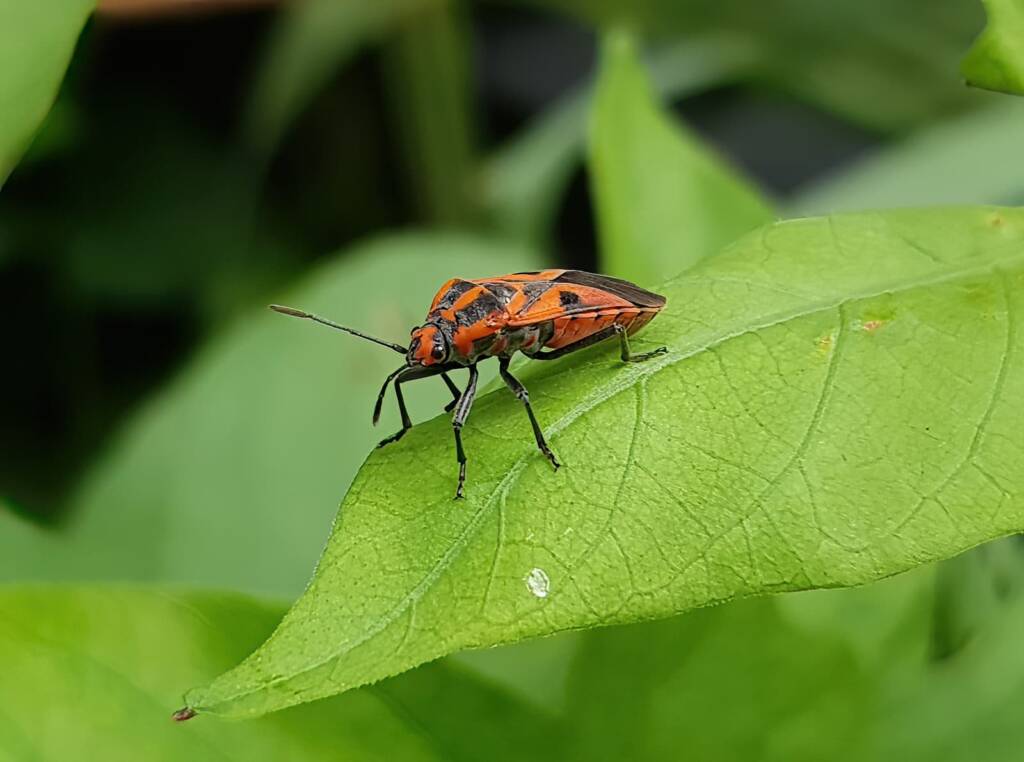 Large Milkweed Bugs (Spilosethus hospes), Alice Springs NT