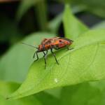 Large Milkweed Bugs (Spilosethus hospes), Alice Springs NT