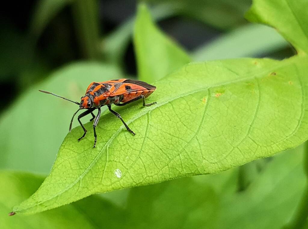 Large Milkweed Bugs (Spilosethus hospes), Alice Springs NT