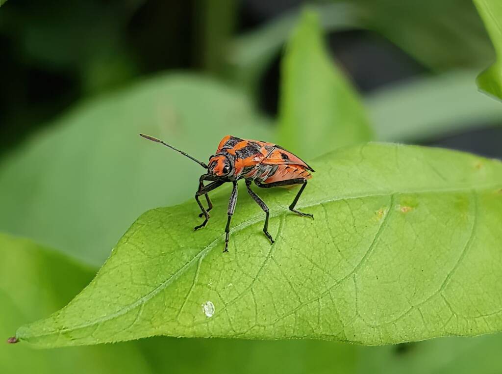 Large Milkweed Bugs (Spilosethus hospes), Alice Springs NT
