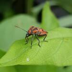Large Milkweed Bugs (Spilosethus hospes), Alice Springs NT