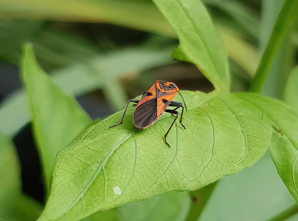Large Milkweed Bugs (Spilosethus hospes), Alice Springs NT