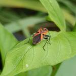 Large Milkweed Bugs (Spilosethus hospes), Alice Springs NT