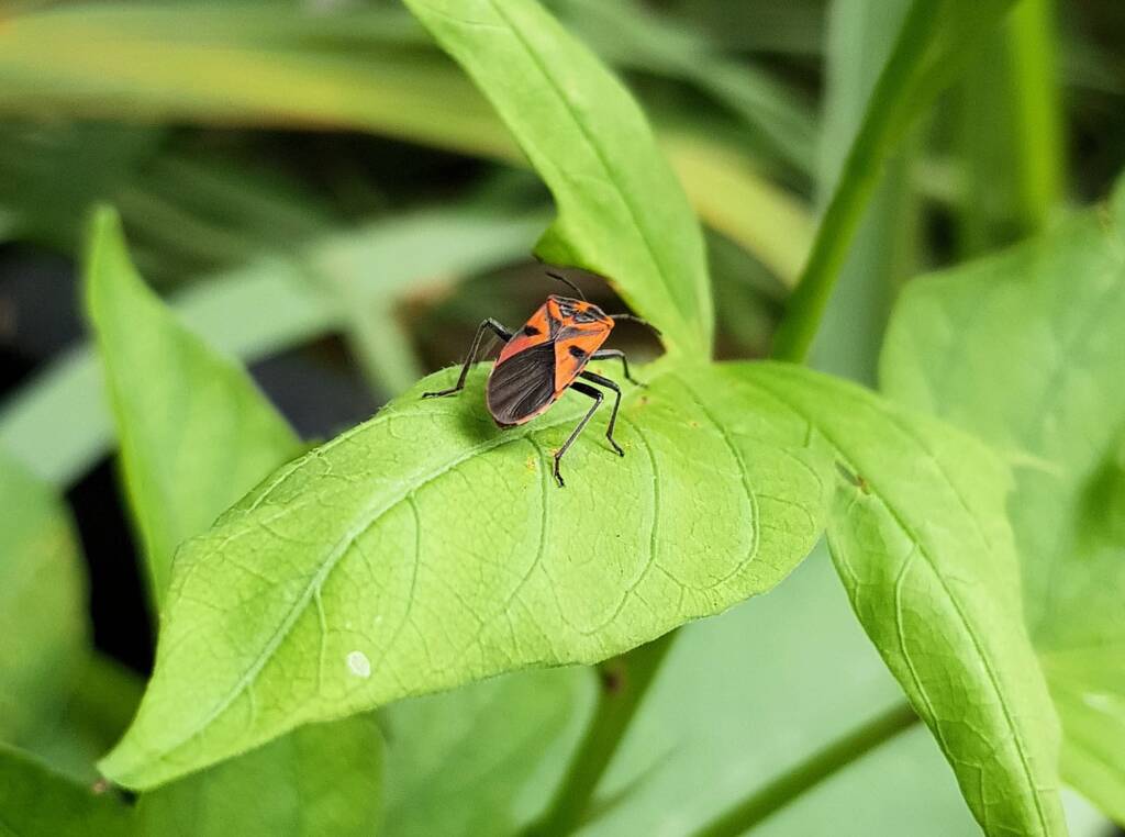Large Milkweed Bugs (Spilosethus hospes), Alice Springs NT