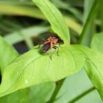 Large Milkweed Bugs (Spilosethus hospes), Alice Springs NT
