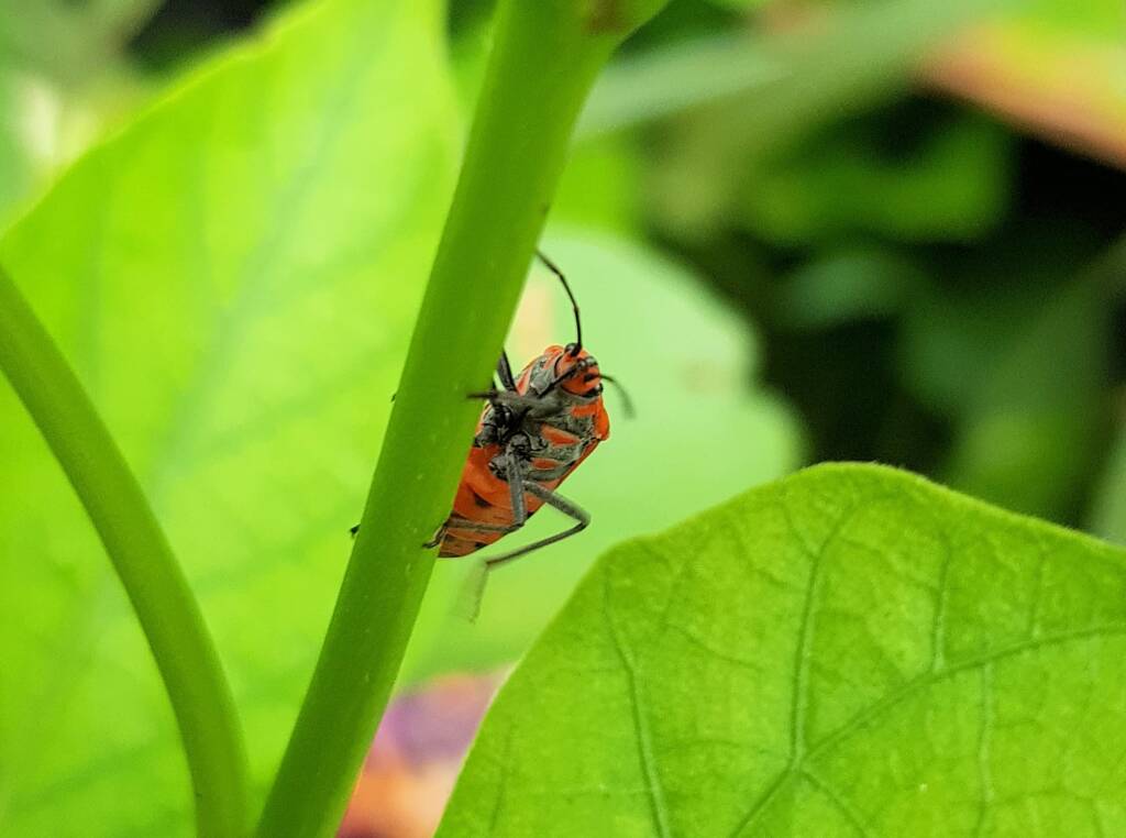 Large Milkweed Bugs (Spilosethus hospes), Alice Springs NT