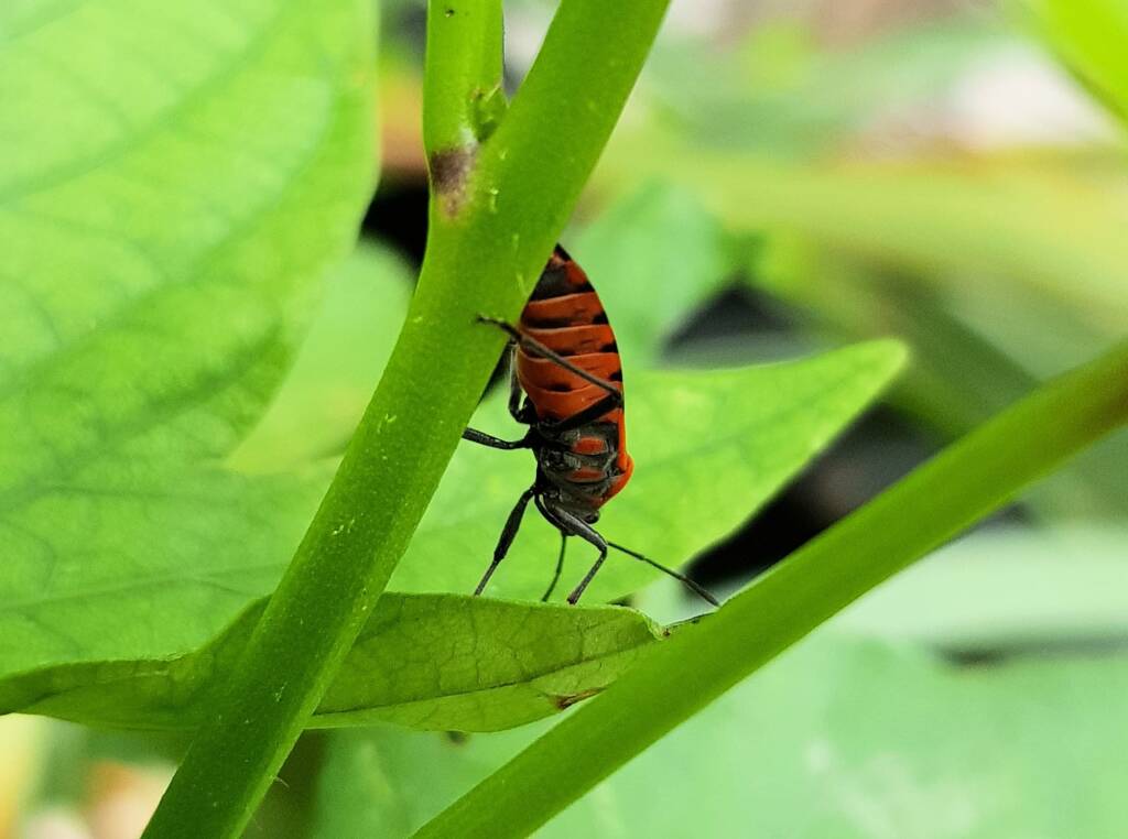 Large Milkweed Bugs (Spilosethus hospes), Alice Springs NT