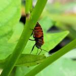 Large Milkweed Bugs (Spilosethus hospes), Alice Springs NT