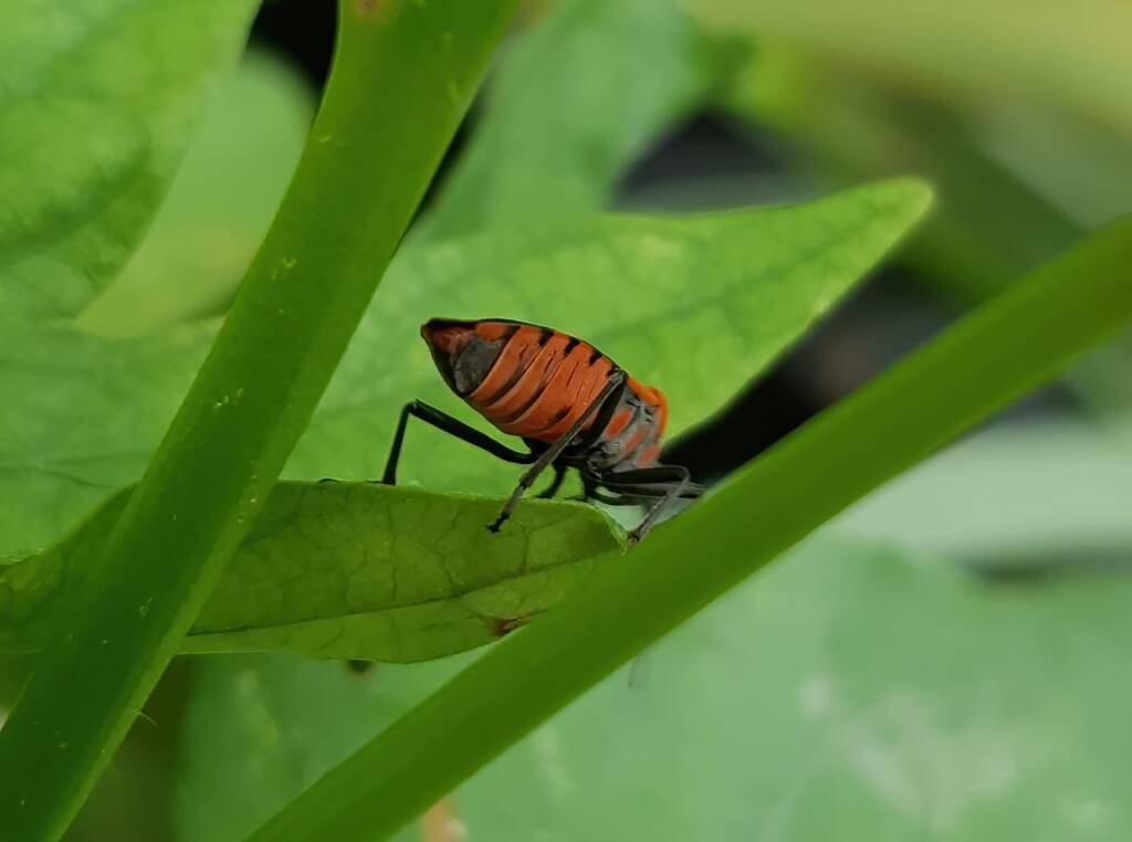 Large Milkweed Bugs (Spilosethus hospes), Alice Springs NT