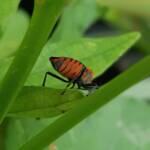 Large Milkweed Bugs (Spilosethus hospes), Alice Springs NT