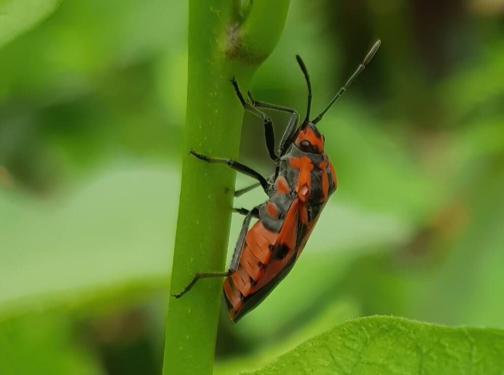 Large Milkweed Bugs (Spilosethus hospes), Alice Springs NT