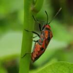 Large Milkweed Bugs (Spilosethus hospes), Alice Springs NT