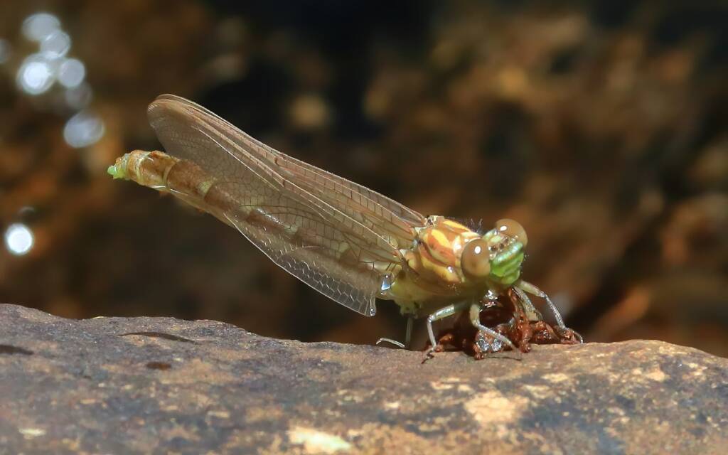 Stout Vicetail (Hemigomphus heteroclytus) male, Rocky Creek Dam, Dunoon NSW © Jeff Melvaine