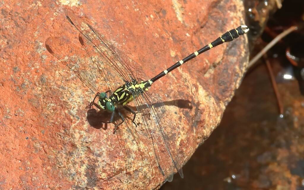 Stout Vicetail (Hemigomphus heteroclytus) male, at Tallabudgera Creek, Gold Coast QLD © Jeff Melvaine