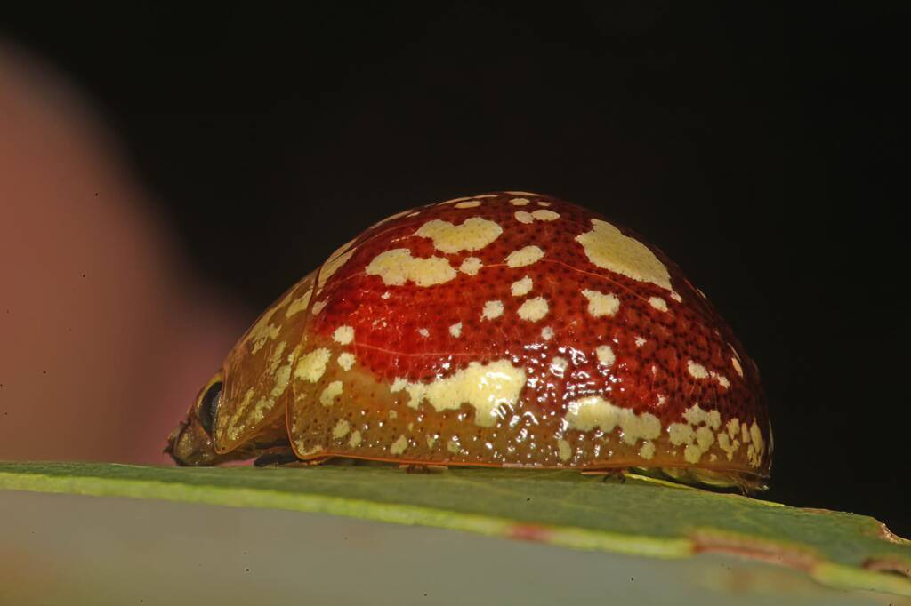Tortoise Beetle (Paropsis maculata), Southern Downs QLD © Marc Newman