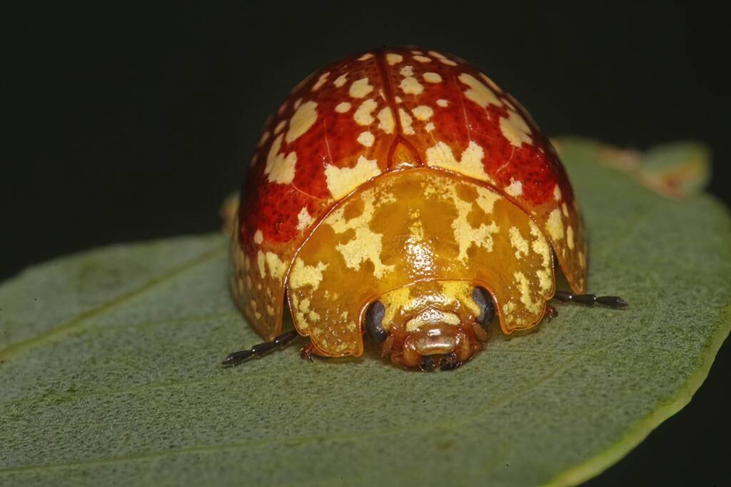 Tortoise Beetle (Paropsis maculata), Southern Downs QLD © Marc Newman