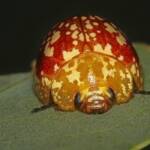 Tortoise Beetle (Paropsis maculata), Southern Downs QLD © Marc Newman