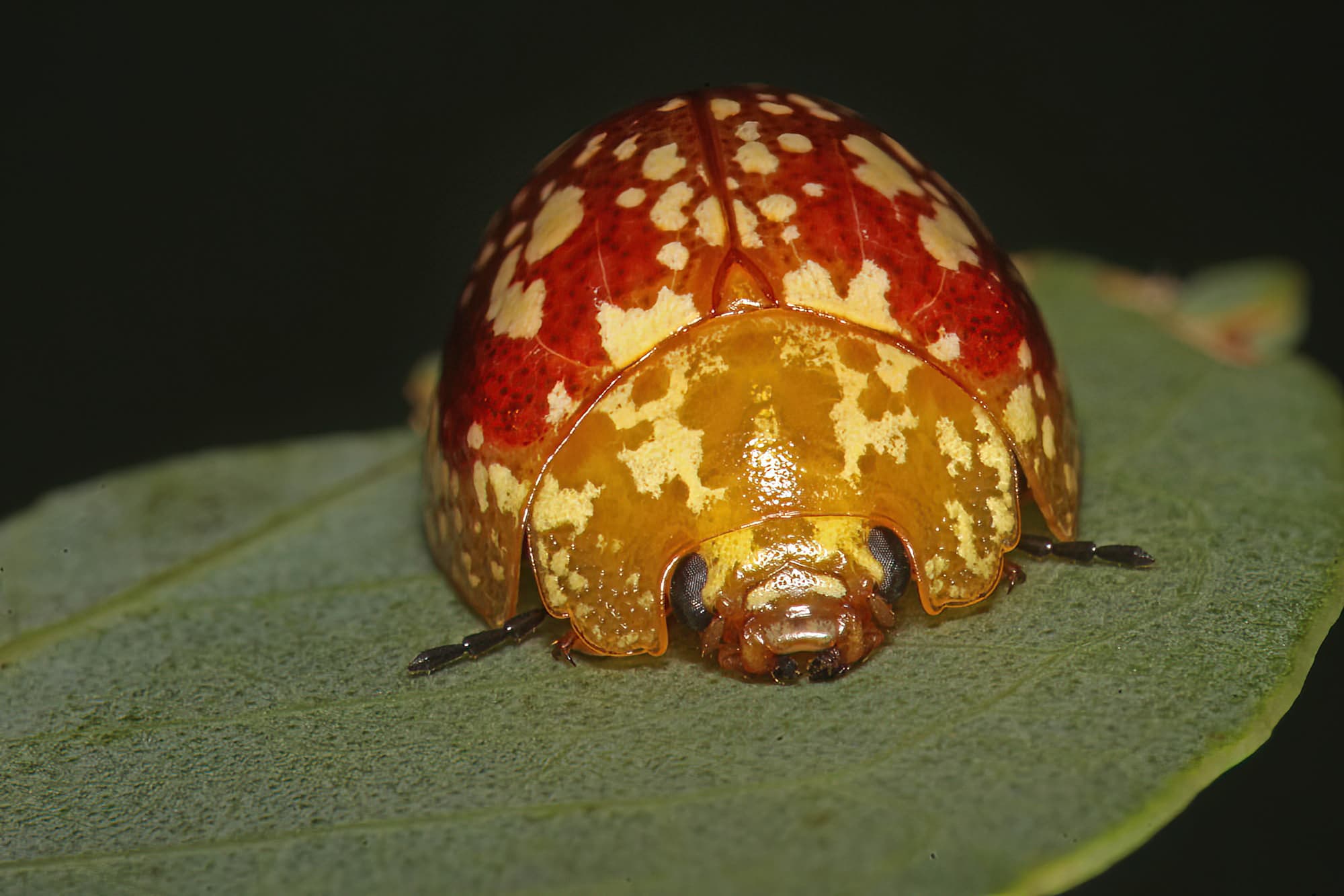 Tortoise Beetle (Paropsis maculata), Southern Downs QLD © Marc Newman
