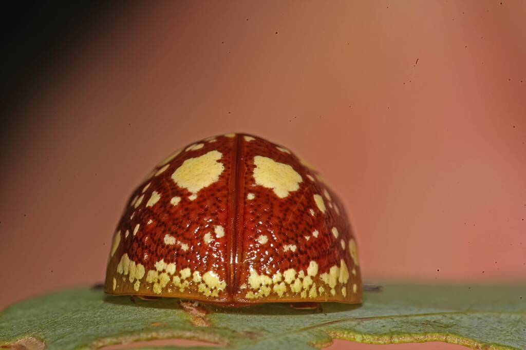 Tortoise Beetle (Paropsis maculata), Southern Downs QLD © Marc Newman