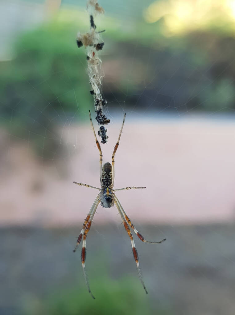 Australian Golden Orb Weaver Spider (Trichonephila edulis), Alice Springs NT