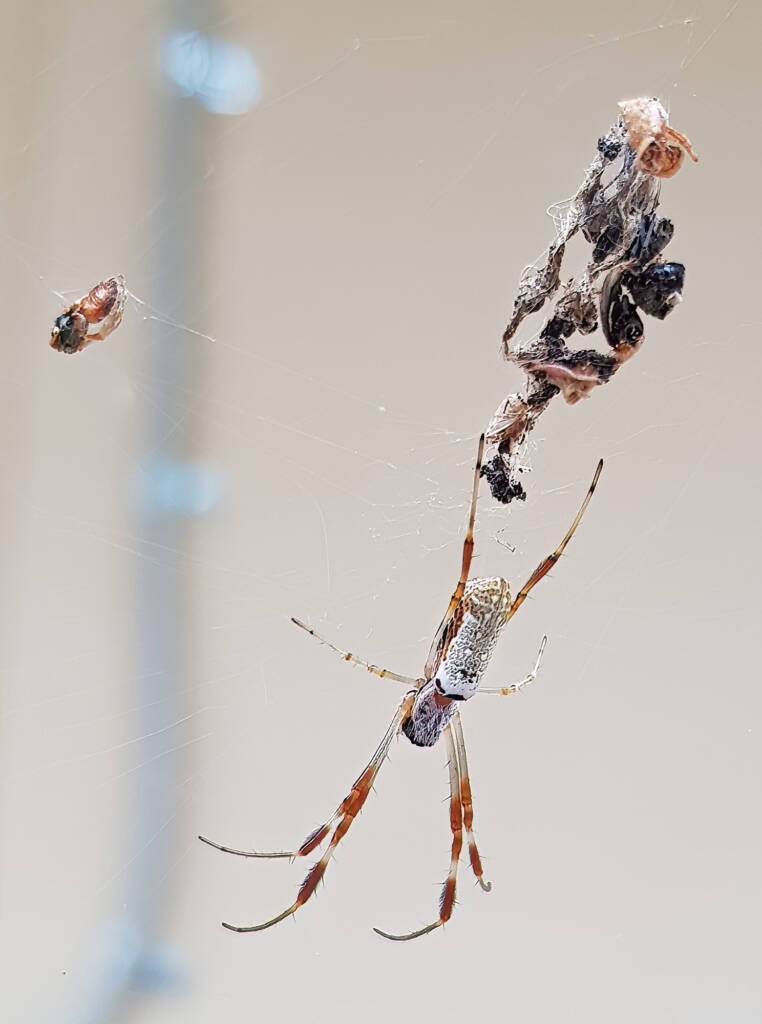 Australian Golden Orb Weaver Spider (Trichonephila edulis), Alice Springs NT