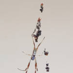 Australian Golden Orb Weaver Spider (Trichonephila edulis), Alice Springs NT